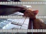 th_funny-pictures-kitten-falls-asleep-.jpg