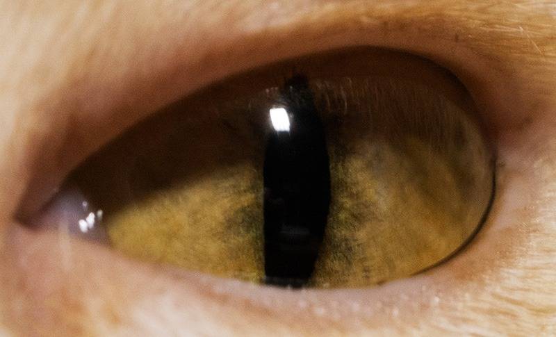 The eye of a cat (800).jpg