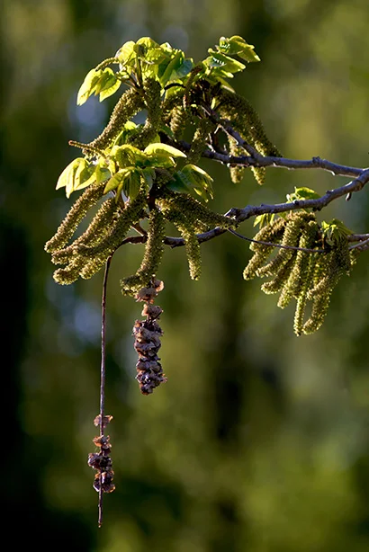 The flowering stage of a walnut tree.webp