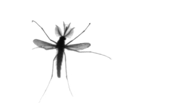 The-unique-Mosquito-Flight-1.gif