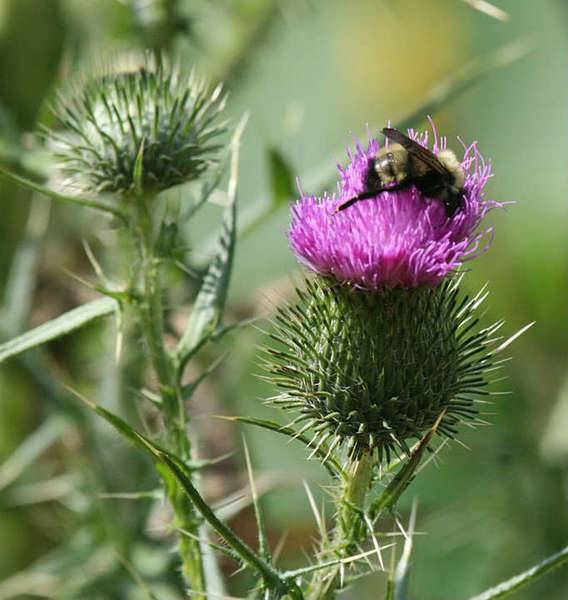 thistle_bee.jpg