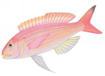 threadfinbream.jpg