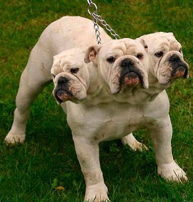 Three+Headed+Dog.jpg