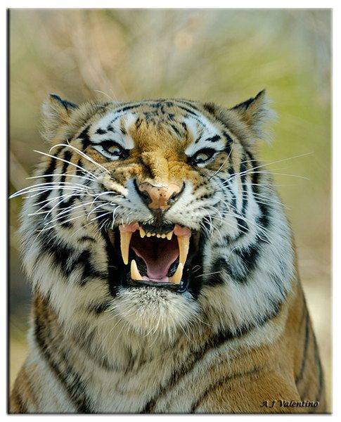 tiger-angry-photo.jpg