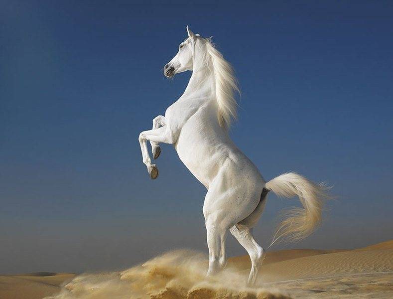 tim-flach-equus-white-arabian-horse-rearing-on-desert-sands.jpg