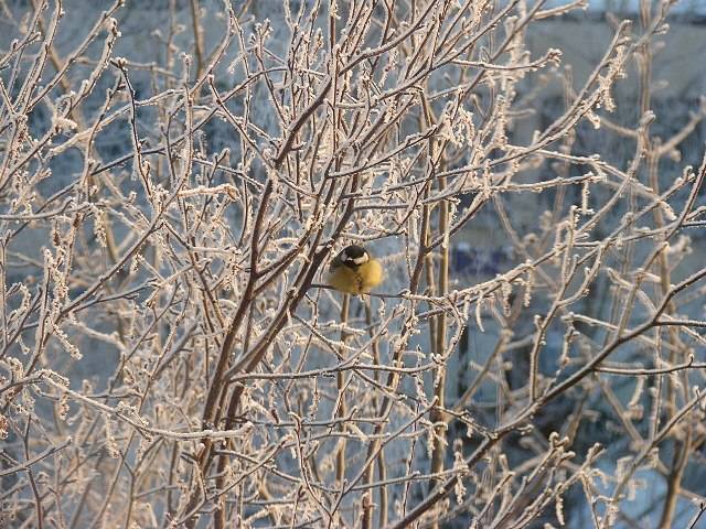 Tit_the_bird_and_thanks_for_looking.JPG
