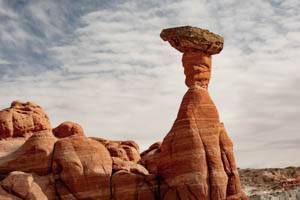 Toadstools_Jan2024-44-1.jpg