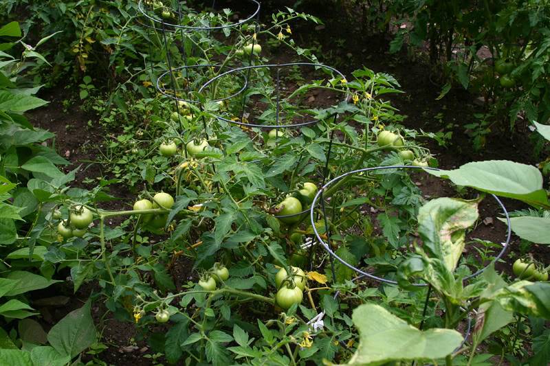 tomatoes-1.jpg