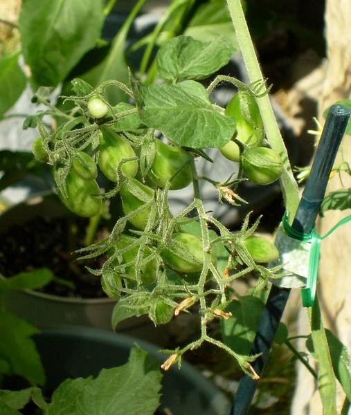 tomatoesabovebreakan7.jpg