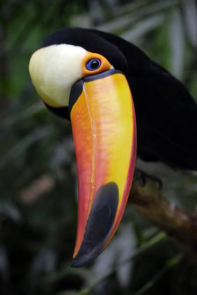 toucan.jpg