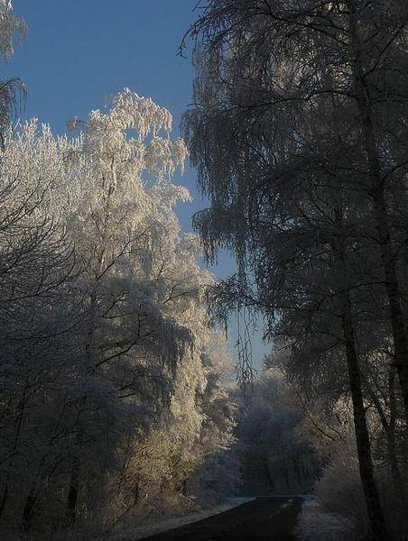 tree2.JPG