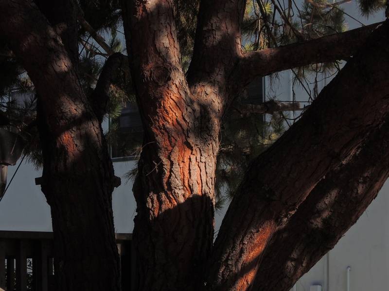 tree_zpsd0a9d1b1.jpg