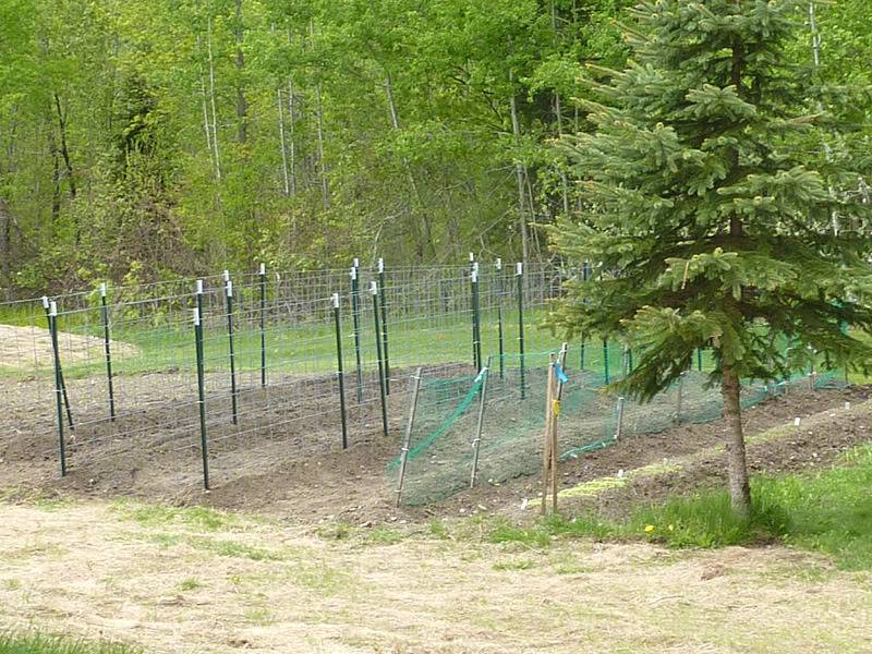 trellises.jpg