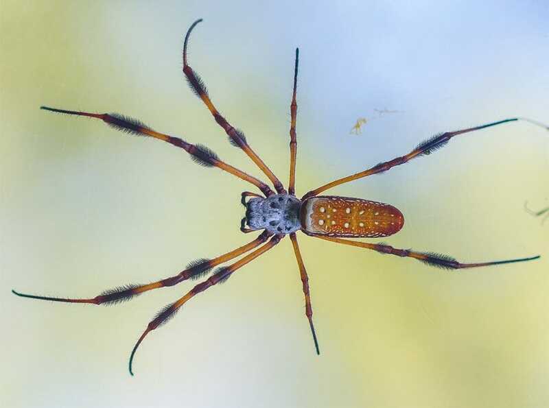trichonephila-clavipes.jpg