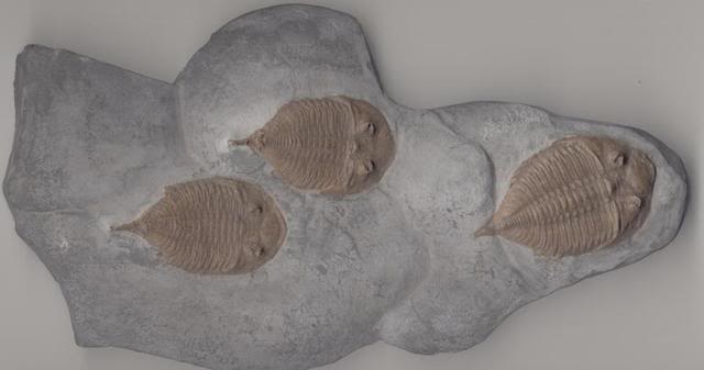 trilobites2.jpg