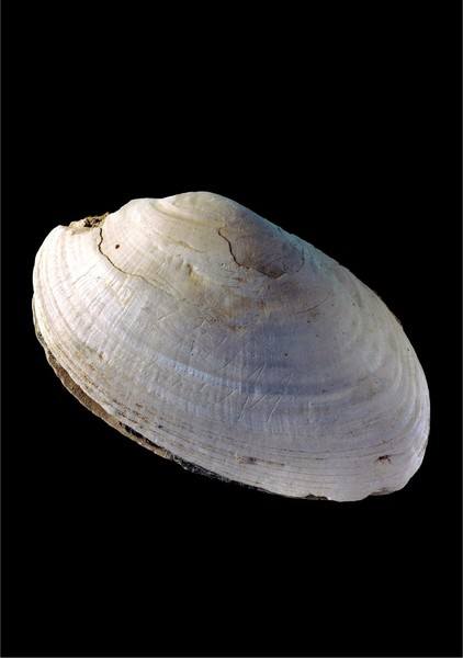 Trinil-shell-721x1024.jpg