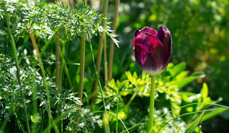 Tulip.jpg