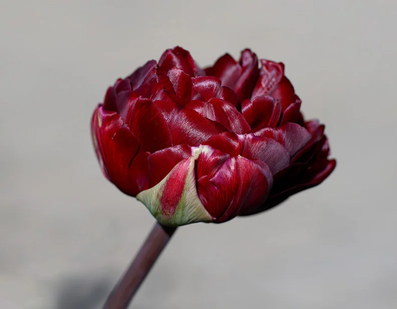 Tulipa 'Palmyra'.webp