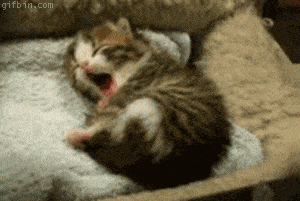 tumblr_m7s0vbnINy1rnkbo4o1_400.gif