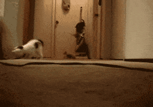 tumblr_mymx3s2lK71sr39gto1_400.gif