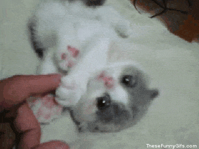 tumblr_static_cat-gifs-shared-by-gplus-jay-puri_72.gif