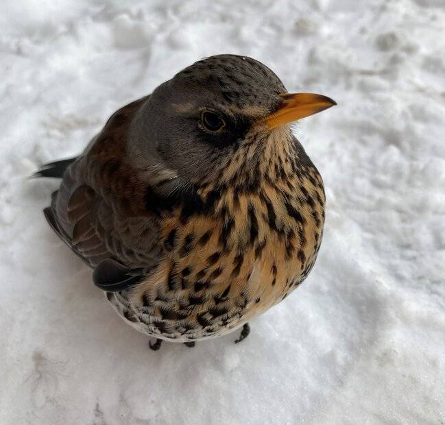 Turdus_pilaris_in_snow,_Väsby.jpg