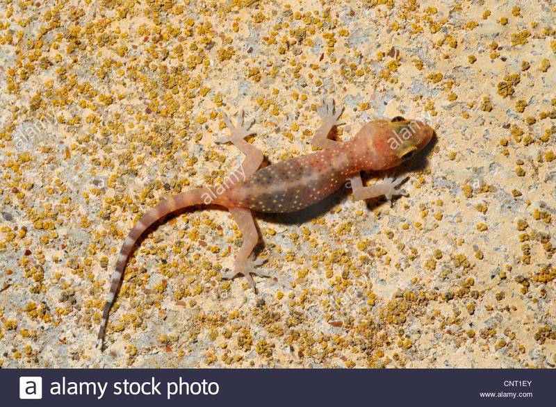 turkish-gecko-mediterranean-gecko-hemidactylus-turcicus-juvenile-on-CNT1EY.jpg