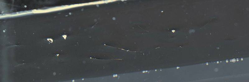 underview water strider-small.jpg