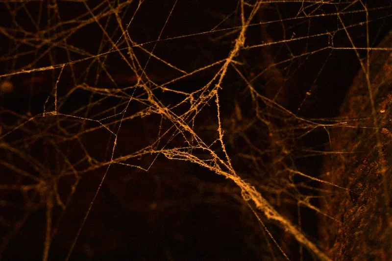 Untitled 3.webp