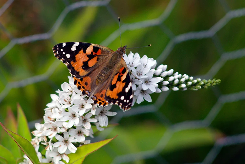 Vanessa cardui - 1.webp