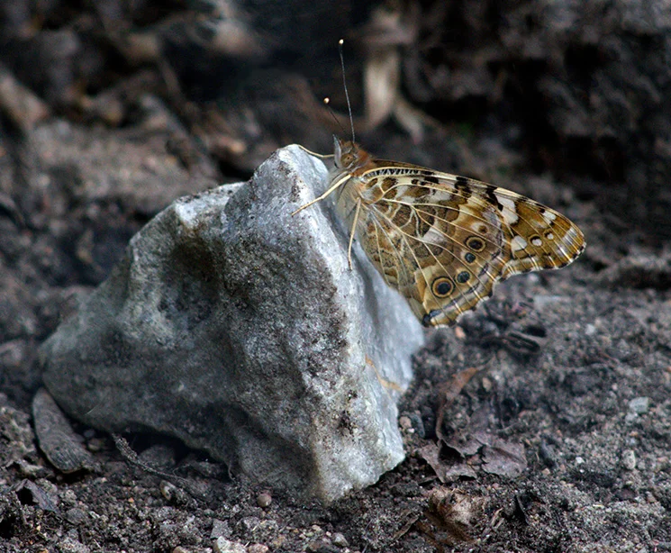 Vanessa cardui - 3.webp