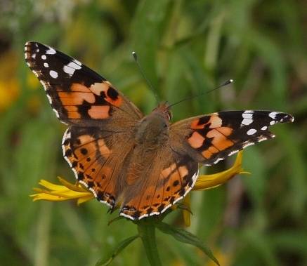 Vanessa_cardui_tistelsommerfugl1.jpg