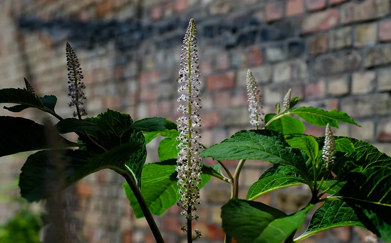 Vanilla Leaf (3) (Canon nFD 50mm f1.4).webp