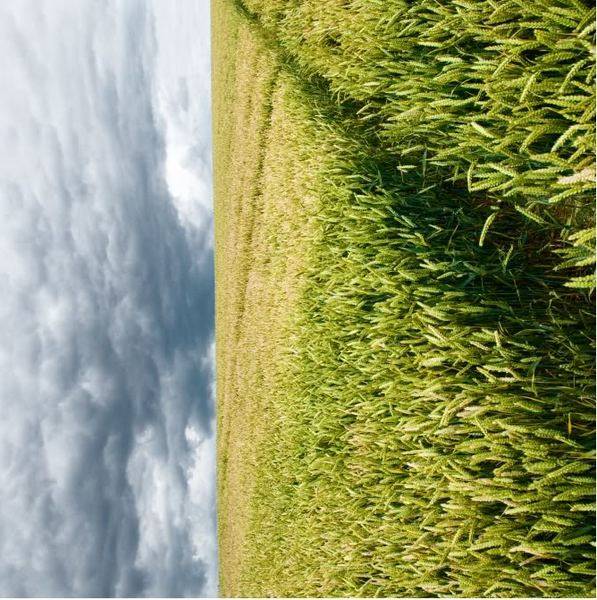 verticalfarming.jpg