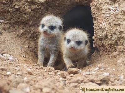 very-cute-animal-babies.jpg