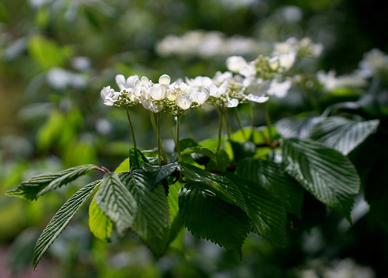 Viburnum plicatum (7artisans 35mm f0.95).webp