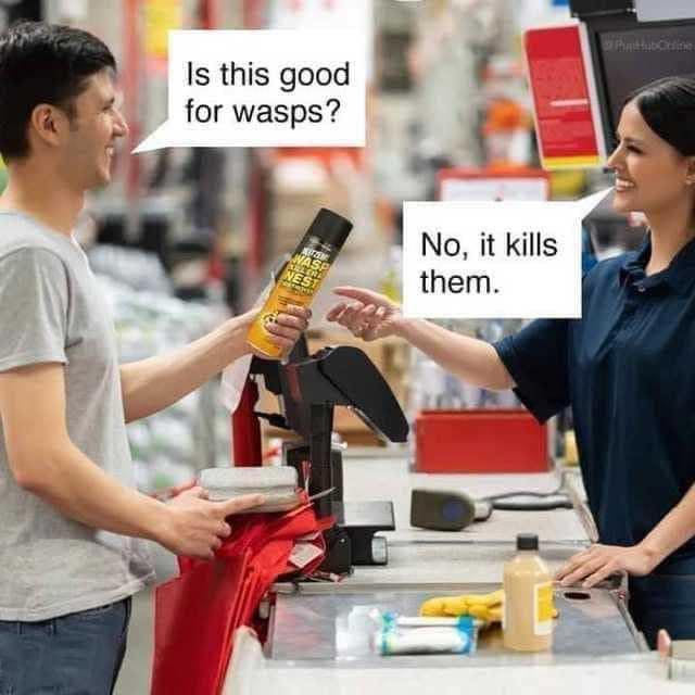 wasp.jpg