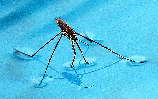 water-strider.jpg