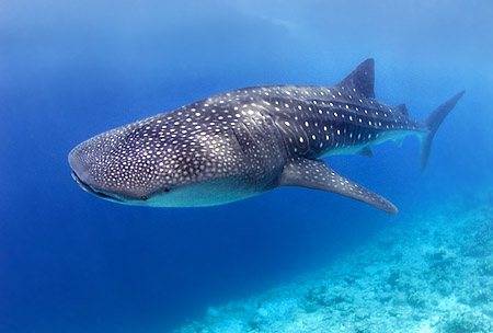whale-shark-belize.jpg