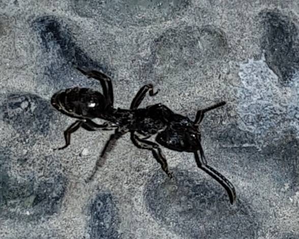 what_ant1.jpg