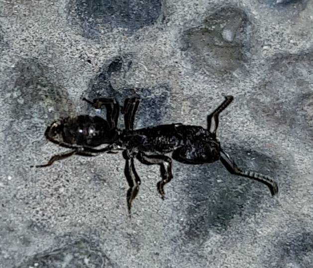 what_ant2.jpg