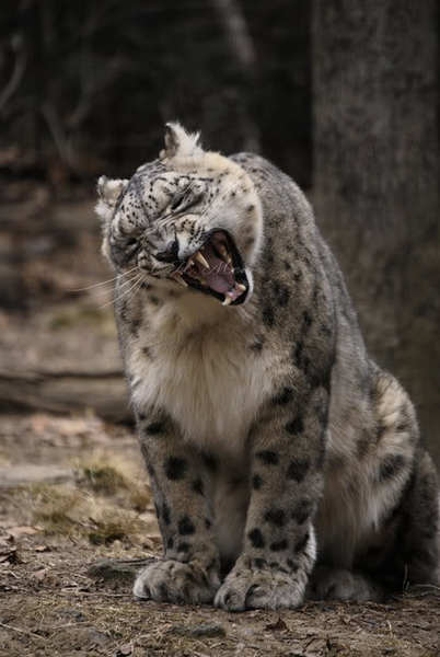 What_big_and_sharp_teeth_by_whitepe.jpg