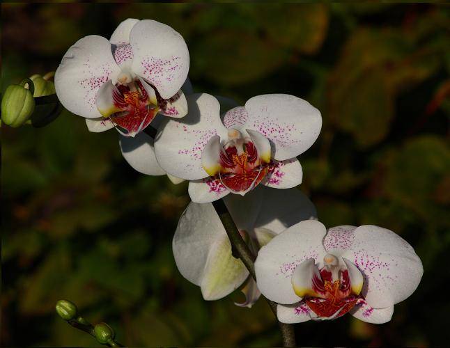 white-orchid2-tn.jpg