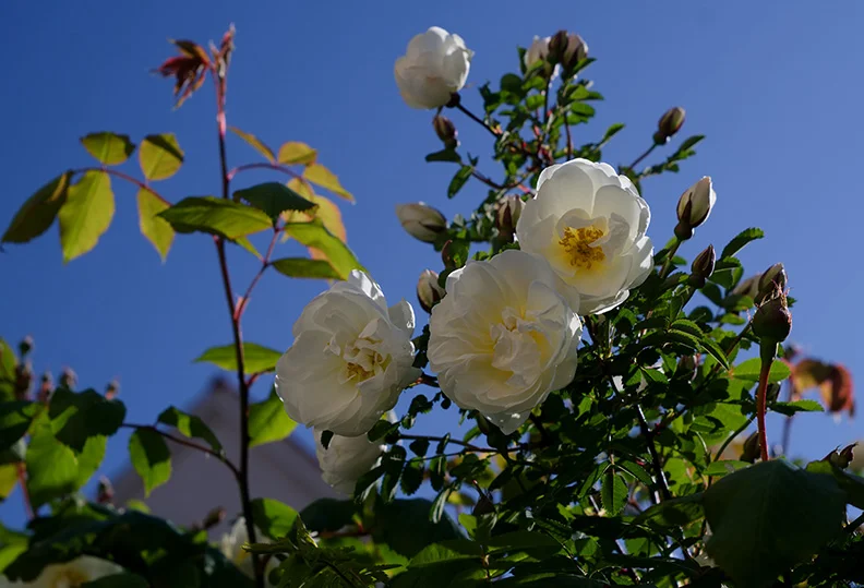 White Roses (Yashinon-DS 50mm f1.9).webp