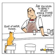 WIABCat.jpg