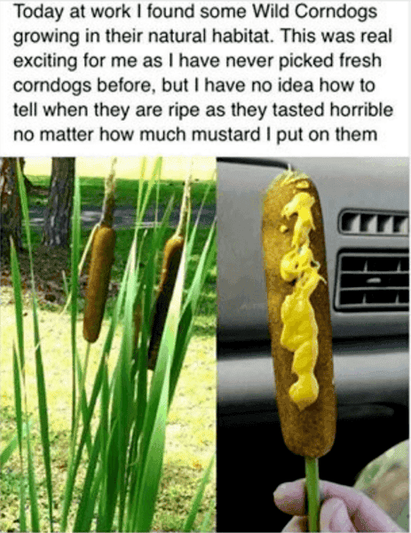 wild corndogs.PNG