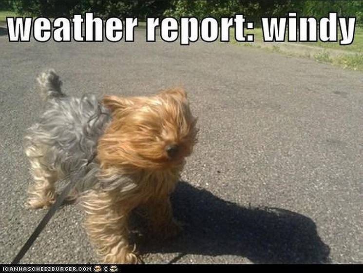 windy.memes.3.jpg