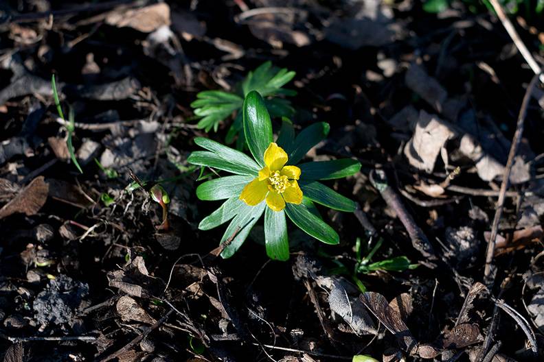 Winter Aconite.jpg