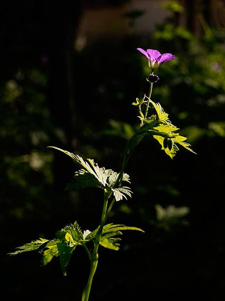 Wood Cranesbill.jpg