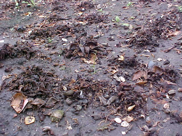 worm3.jpg